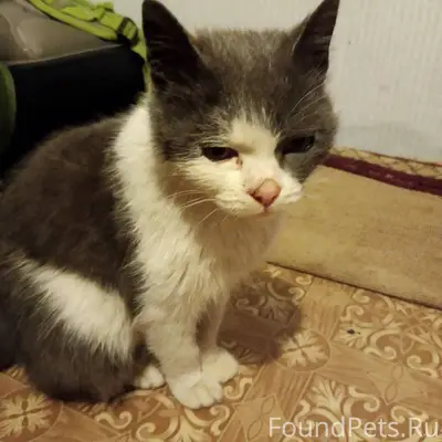 Чья кошка найдена?! ✍️ Письмо ...