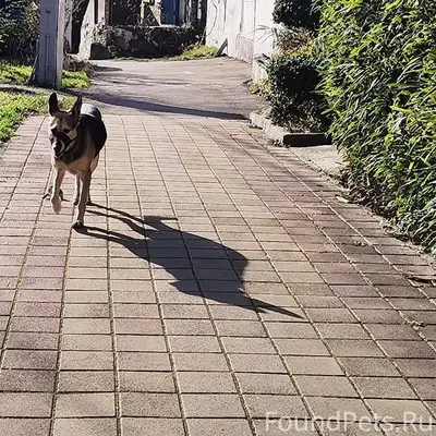 На К. Маркса бегает собака в.....