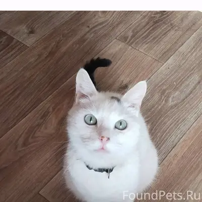 Пропал кот, белый, хвост серый...