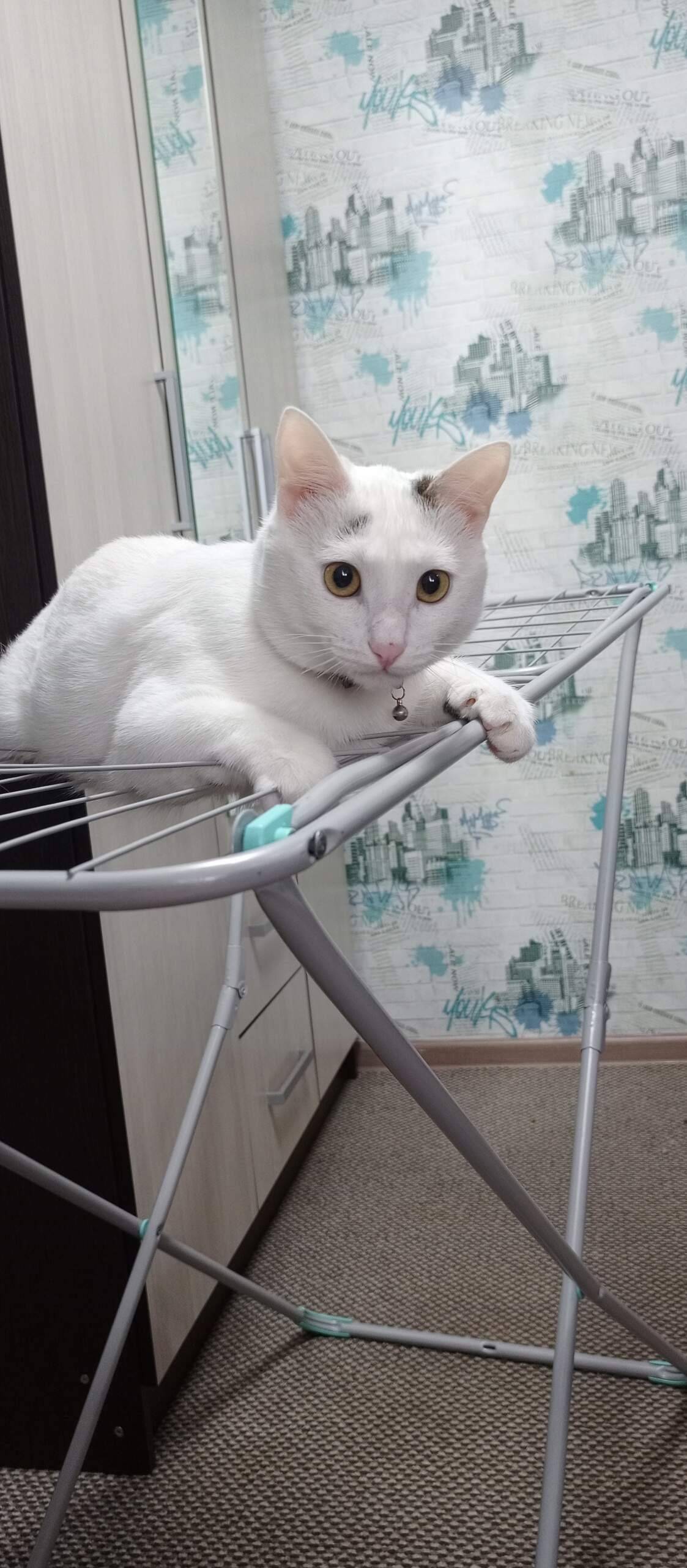 Пропал кот!!! На Южном, в райо...