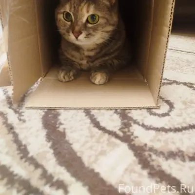 Здравствуйте! Пропала кошка в ...