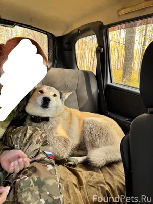 ‼️‼️‼️Пропал кобель западно си...