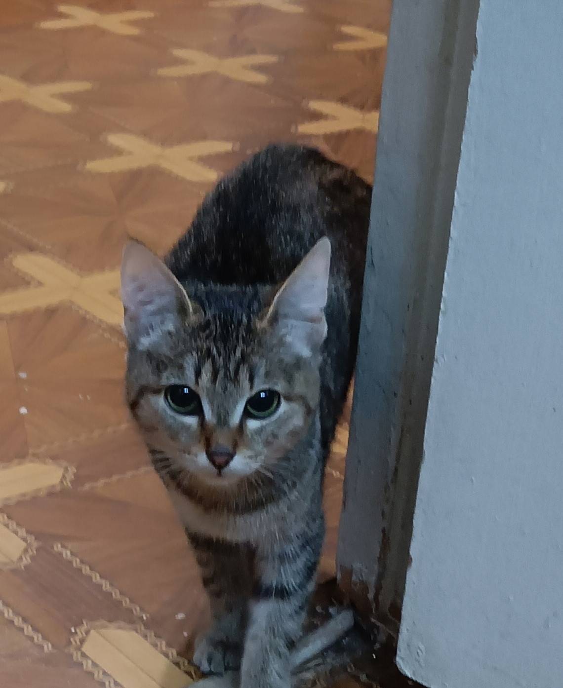 ▌ Найден котёнок! 🐱 Дорогие др...