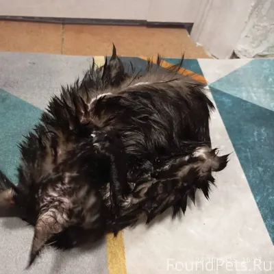 🙏🙏Срочно нужна помощь🙏🙏 Кошечк...