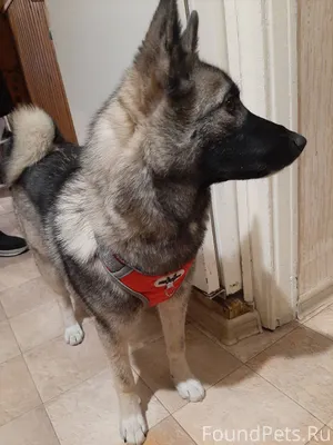 Убежала собака в районе ул.Пио...