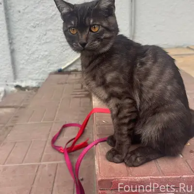 Пропал котенок Барсик .Любимец...