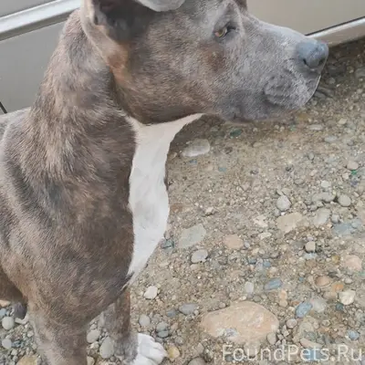 Проезжал мимо, девочка, бегала...