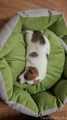 Срочно. Потерялся щенок 6.12.2...