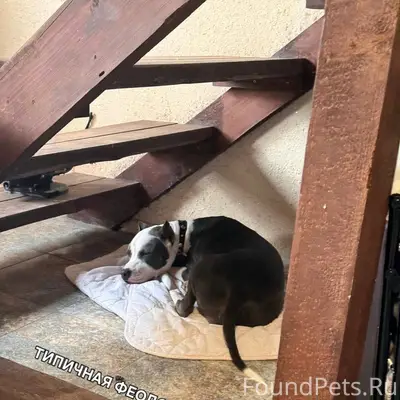 Помогите найти собаку‼️ пропал...