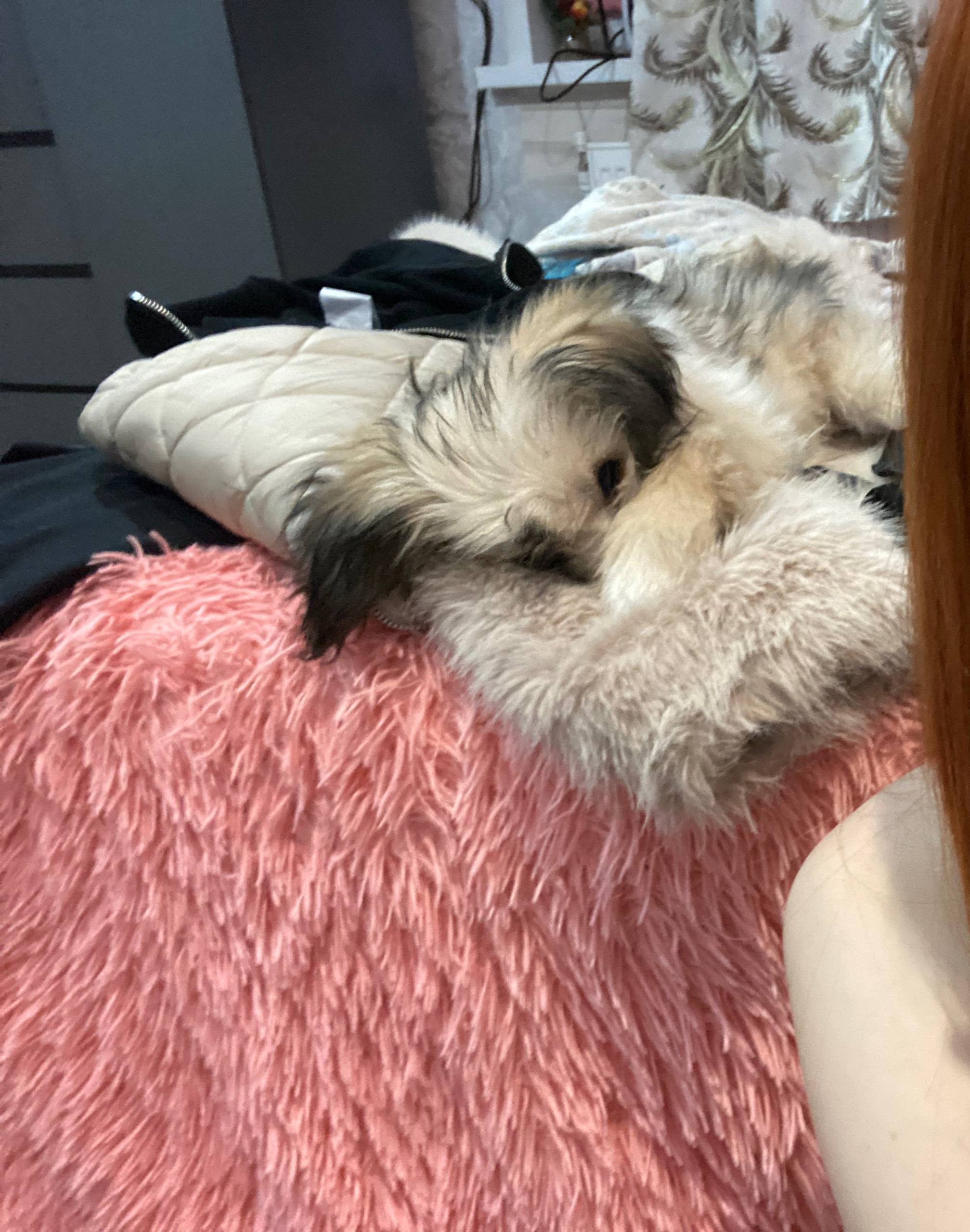 Пропала собака! Имя: Мила Поро...