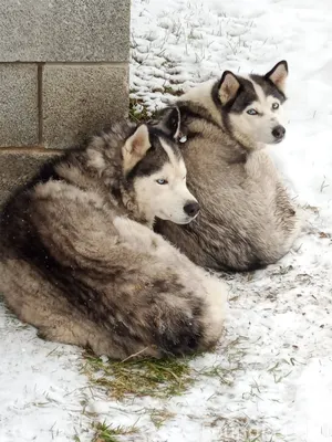 Кто потерял собак? Находятся в...