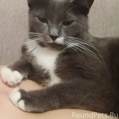 Пропала кошка в п. Прогресс ул...