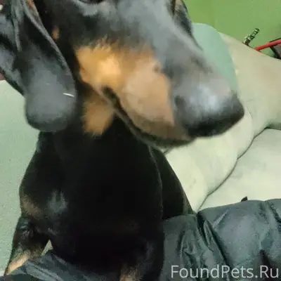 Нашли собаку порода такса взял...