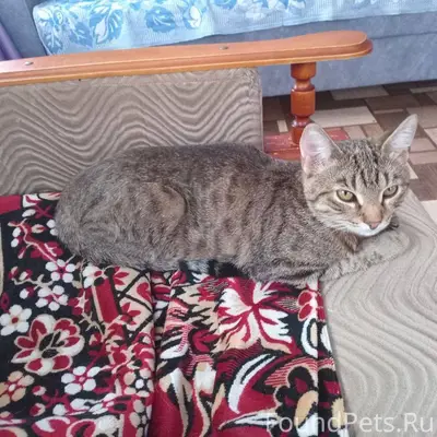 Пропал кот у моей подруги Прош...