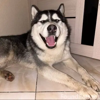 SOS ,пропала собака ,если вам ...