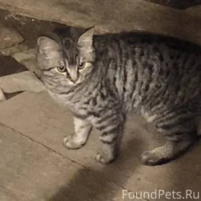 Найден котенок