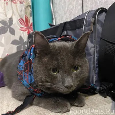 Пропал кот. Откликается на имя...