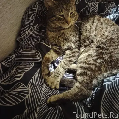 ИЩЕМ КОТА! Пропал кот, кличка ...