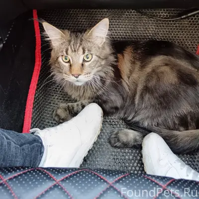 Посёлок Канифольный пропал кот...