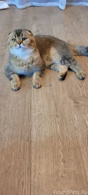 Пропал кот. Шотландский вислоу...