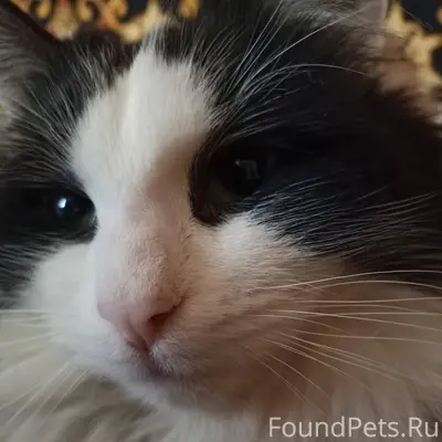 Пропал Кот, Самсон, вознагражд...