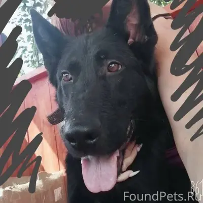 Потерялась собака,черная немец...