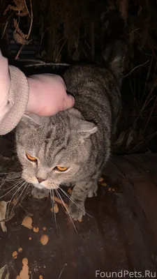 Кошка вислоухая за маяком на П...