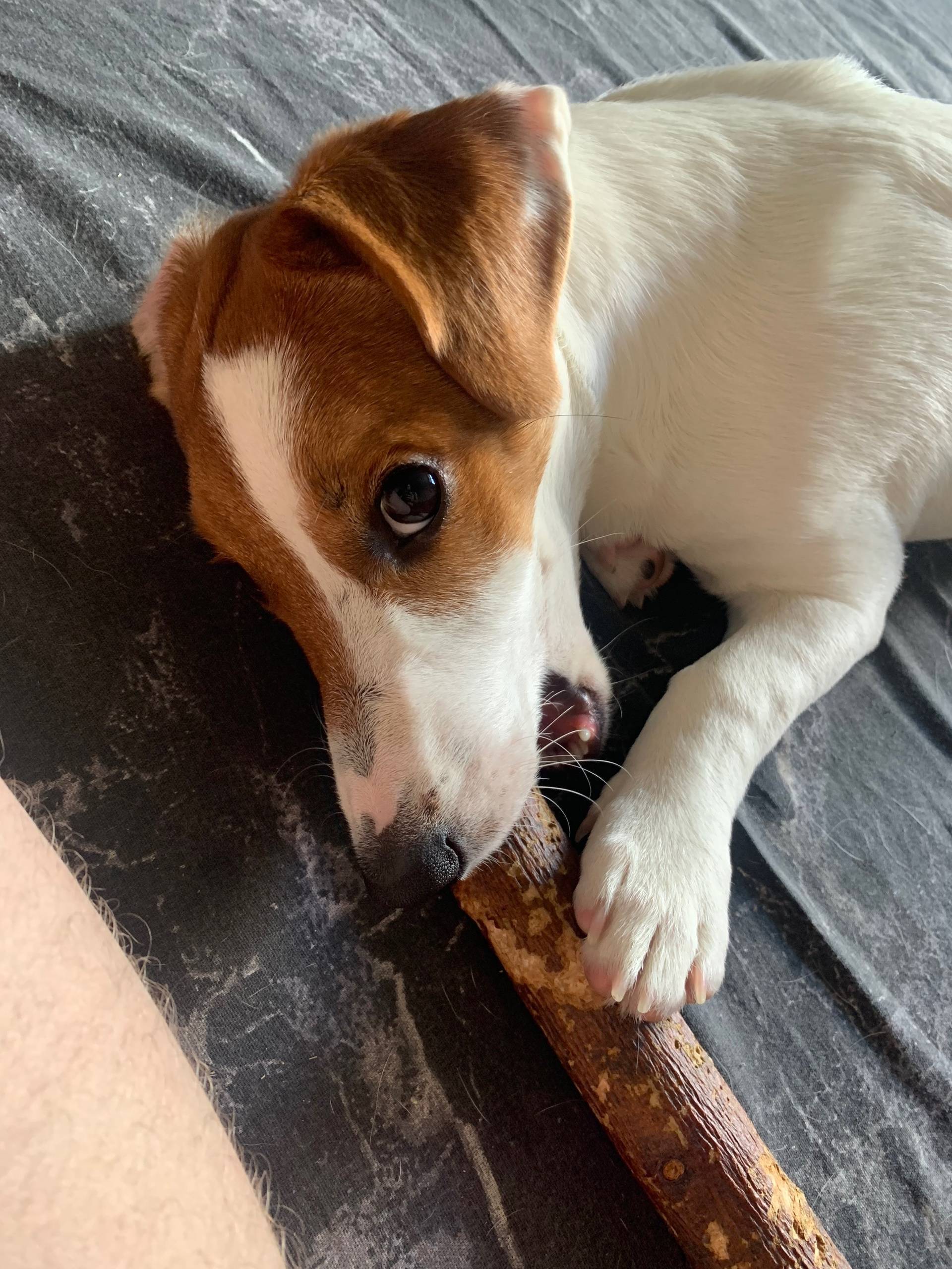 Пропал пёс,по кличке «Тима,Тим...