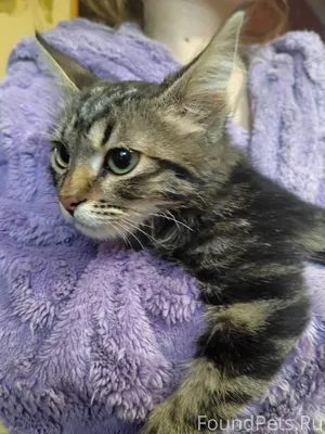 Найден котенок в районе Гражда...