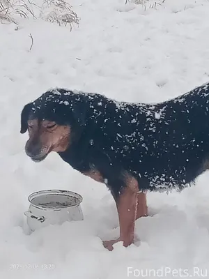 Найдена собака, хозяева отклик...