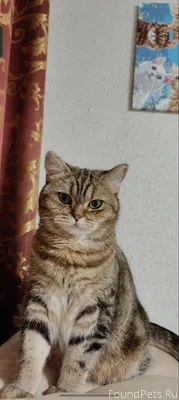 🚨Пропала кошка Марго! Помогите...