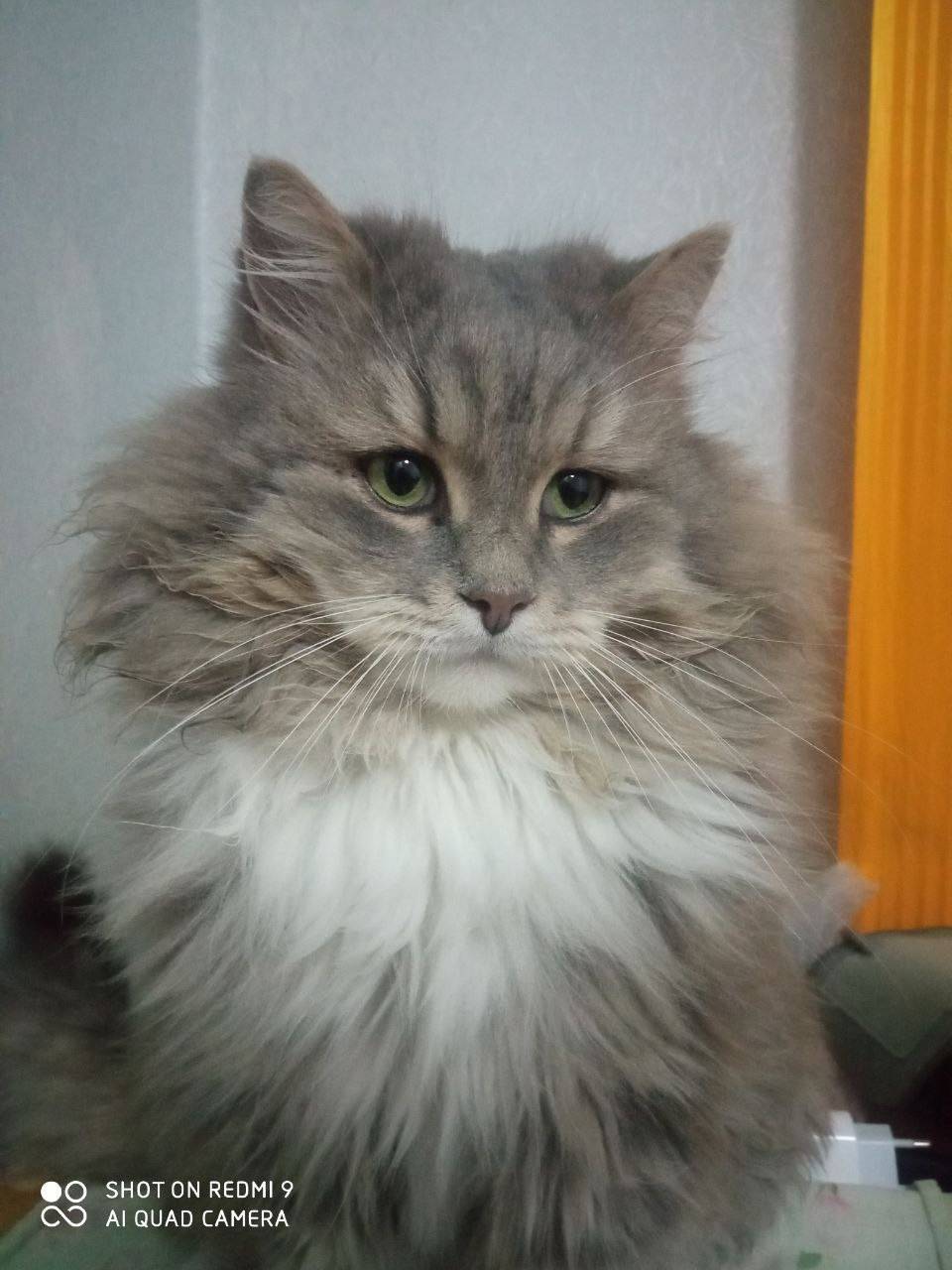 Пропал кот, примерно 10 дней н...