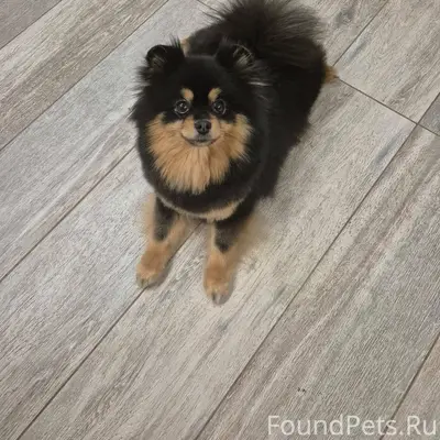 СРОЧНО❗❗❗ПРОПАЛА СОБАКА 📍📍📍Пор...