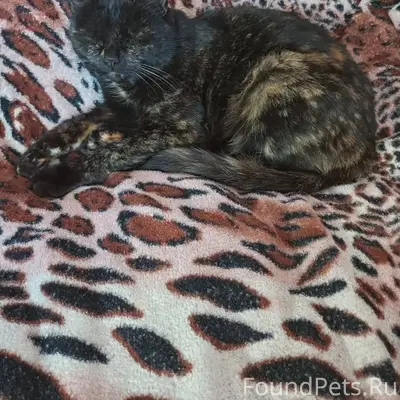 Пропала кошка (Вокзал - ГорСад...