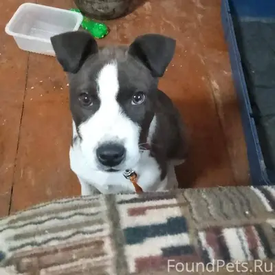 Убежал щенок прозба кто нибудь...