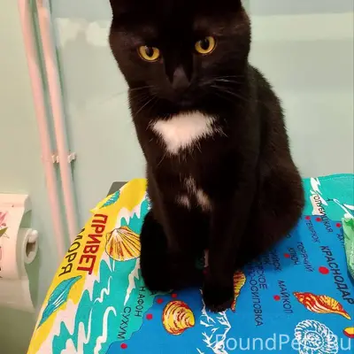 Пропал кот. Кличка Тимоша. Кра...