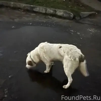 ВОЗМОЖНО ПОТЕРЯШКА! Вчера, 6.1...