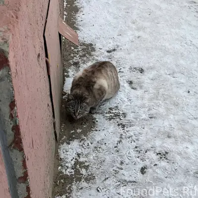 Найден кот! Живет в подвале на...