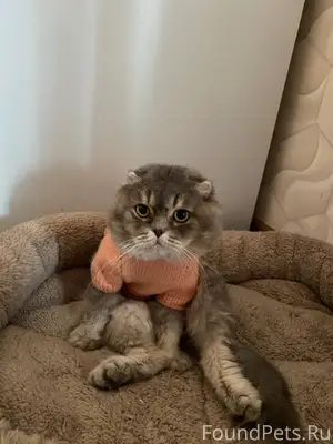 Пропал кот В районе улицы Баки...