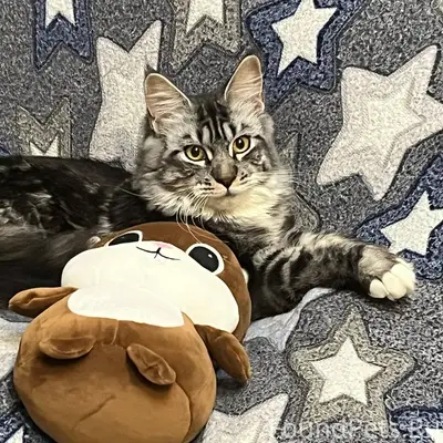 Потерялась кошка! Пропала кошк...