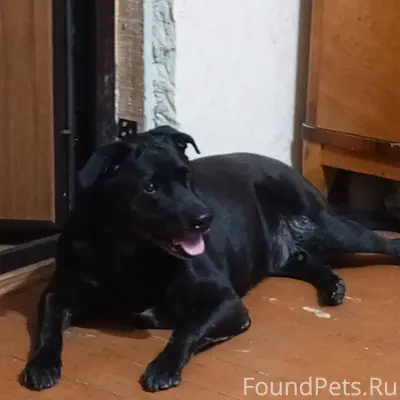 #Бюро_Находок_ВестникN Пропала...