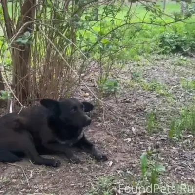 Пропал пёс! Любую информацию с...