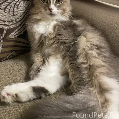 ВНИМАНИЕ!!! ПРОПАЛА КОШКА САРА...