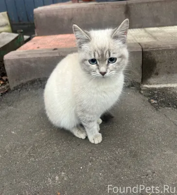 Найден котенок на ул. Южная 1....