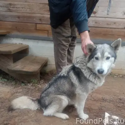 Здравствуйте. Кто собаку потер...