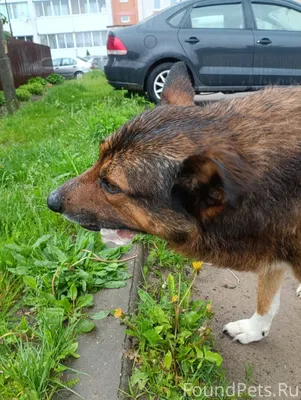 Пропала собака 27.11.2025 года...