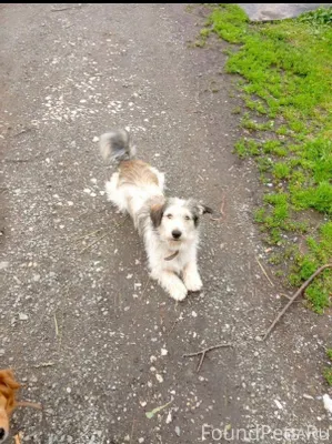 #Кошкиндом_поиск_собака Ревда ...