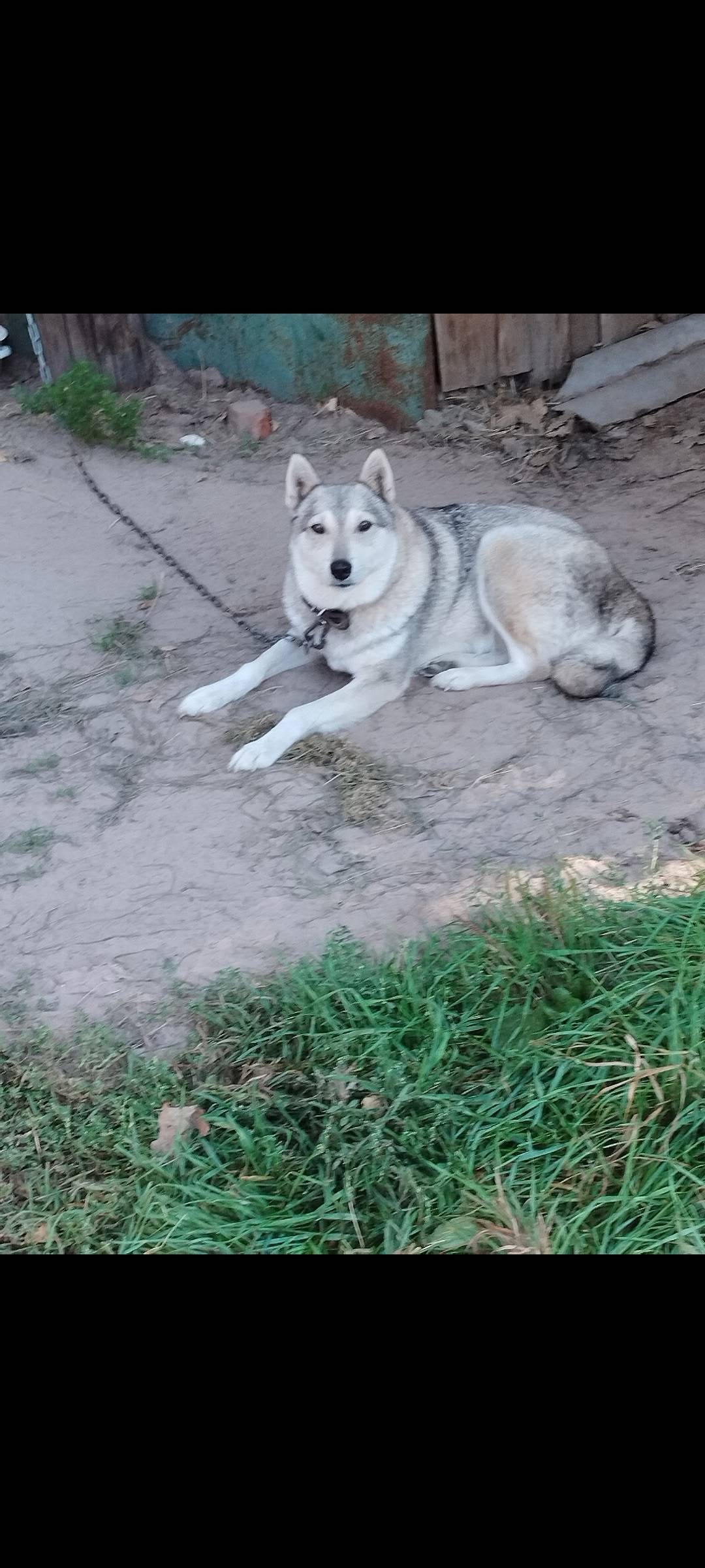 На Шарьинской трассе в районе ...