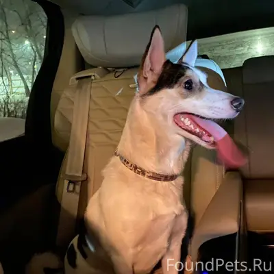 Найдена собака село Чигири 896...