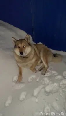 Пропала собака! Кличка Тайсон!...